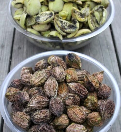 thumbnail image 2 of 10 Butternut Tree Seeds (Juglans Cinerea) Aka White Walnut Seeds Edible 2 of 9