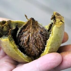 Juglans cinerea fruit with husk.
