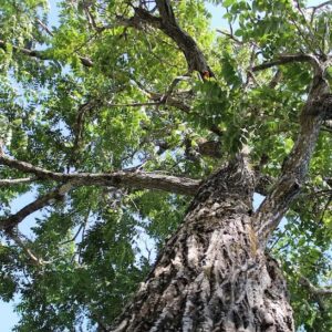 White walnut tree bark