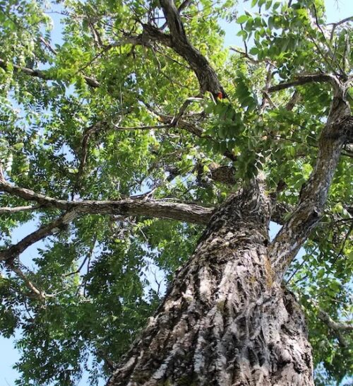 White walnut tree | Juglans cinerea White walnut tree bark