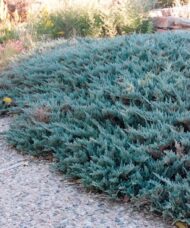 Juniperus horizontalis blue prince creeping juniper in a border.