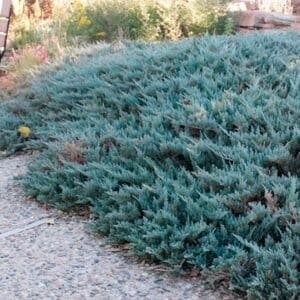 Juniperus horizontalis blue prince creeping juniper in a border.