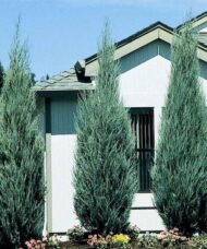 Skyrocket upright juniper - three specimens with a house in the background.