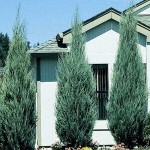 Skyrocket upright juniper - three specimens with a house in the background.