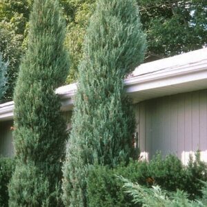 Skyrocket upright juniper pair beside house.