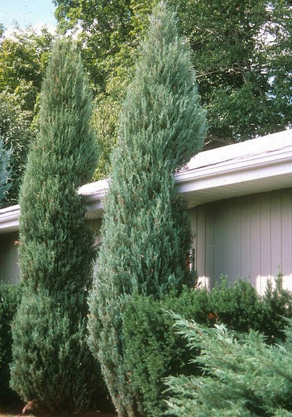 Skyrocket upright juniper pair beside house.