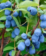 Blue belle haskap berries on the shrub.