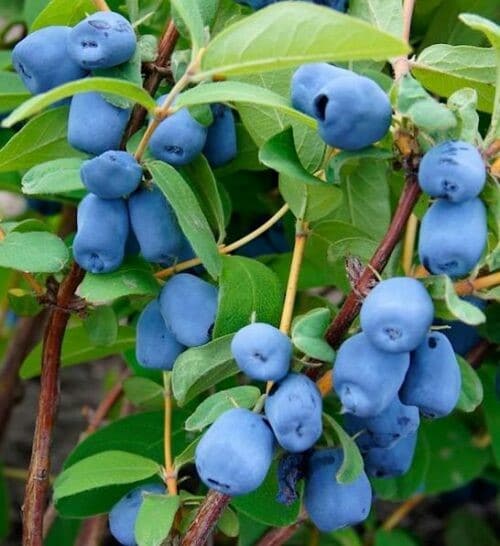 Blue belle haskap berries on the shrub.