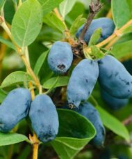 Tundra haskap purple blue berries on the stem.