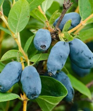 Tundra haskap purple blue berries on the stem.