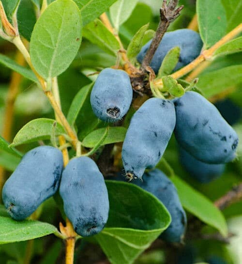 Tundra haskap purple blue berries on the stem.