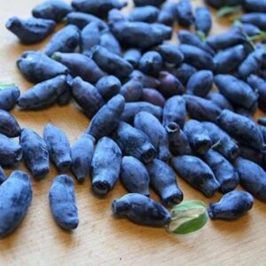 Tundra haskap handful of blue berries on a table.