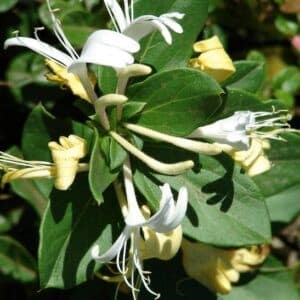Lonicera japonica hall's prolific white and creamy yellow flowers against green foliage.