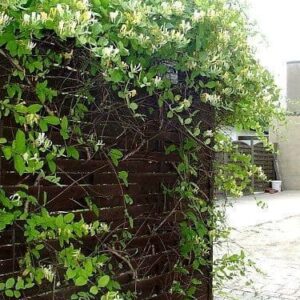 Lonicera japonica hall's prolific vine with white and yellow flowers draped over a wall.
