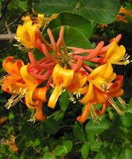 Lonicera mandarin flower of orange and deep yellow against a pea like vine.