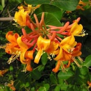 Lonicera mandarin flower of orange and deep yellow against a pea like vine.