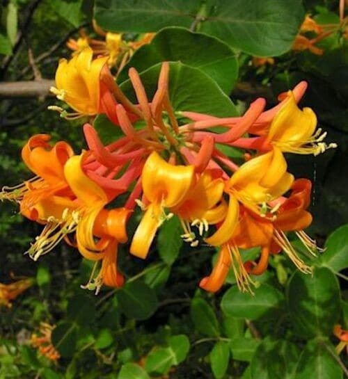 Lonicera mandarin flower of orange and deep yellow against a pea like vine.