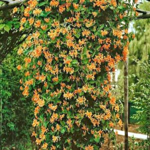 Lonicera mandarin vine hanging from an arbour.