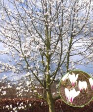 Magnolia biondii tree covered in white blossoms set against a moody blue sky