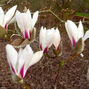 with an inset of white and pink magnolia blossoms.