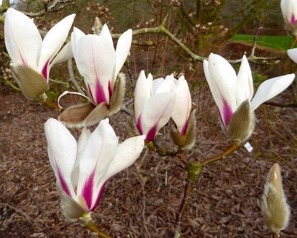 with an inset of white and pink magnolia blossoms.