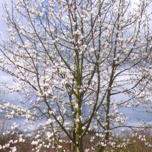 Magnolia biondii white and blue blossoms on a branch.