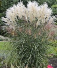 Miscanthus sinensis encore fountain grass blades with tall white plumes.