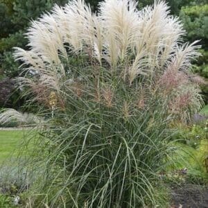 Miscanthus sinensis encore fountain grass blades with tall white plumes.