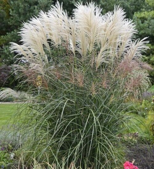 Miscanthus sinensis encore fountain grass blades with tall white plumes.