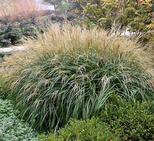 Miscanthus sinensis encore grass planting in a border.