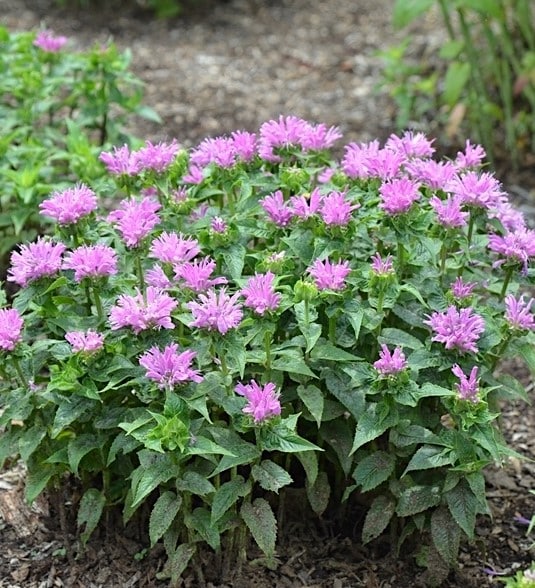 Monarda petite delight plant with small mounding habit and bright pink flowers.
