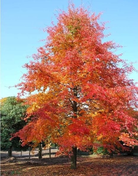 Black gum tree in fall with bright orangey red foliage.
