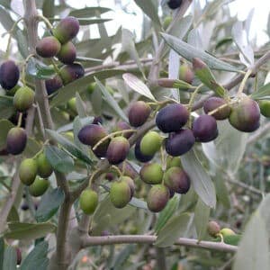 Olea europaea chemlali dark ripe and green ripening fruit surrounded by grey-green foliage.