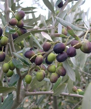 Olea europaea chemlali dark ripe and green ripening fruit surrounded by grey-green foliage.