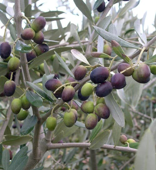 Olea europaea chemlali dark ripe and green ripening fruit surrounded by grey-green foliage.