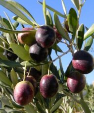 Olea europaea manzanillo dark olives on olive green branches and leaves.