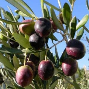 Olea europaea manzanillo dark olives on olive green branches and leaves.