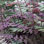 Osmunda regalis purpurascens purple and green early fronds.