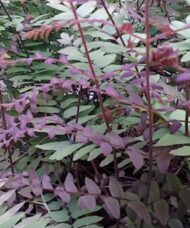 Osmunda regalis purpurascens purple and green early fronds.