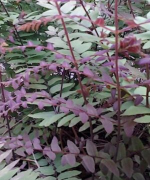 Osmunda regalis purpurascens purple and green early fronds.