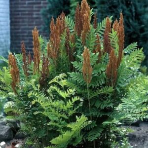Osmunda regalis purascens in a border.