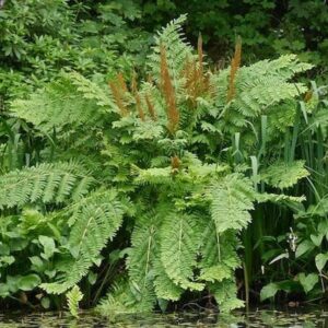 Osmunda-regalis-purpurascens in a woodland