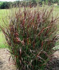 Red switch grass upright plant with red and green foliage and an airy spray of light seedheads.