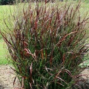 Red switch grass upright plant with red and green foliage and an airy spray of light seedheads.