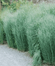 Panicum virgatum prairie dog upright switch grass planted in a row.