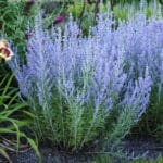 Perovskia atriplicifolia blue jean baby plant stems covered in tiny blue lavender flowers.