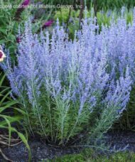 Perovskia atriplicifolia blue jean baby plant stems covered in tiny blue lavender flowers.