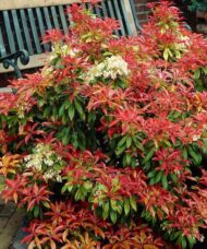Pieris japonica mountain fire shrub with red and green foliage.