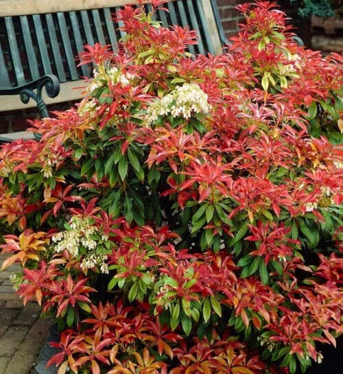 Pieris japonica mountain fire shrub with red and green foliage.