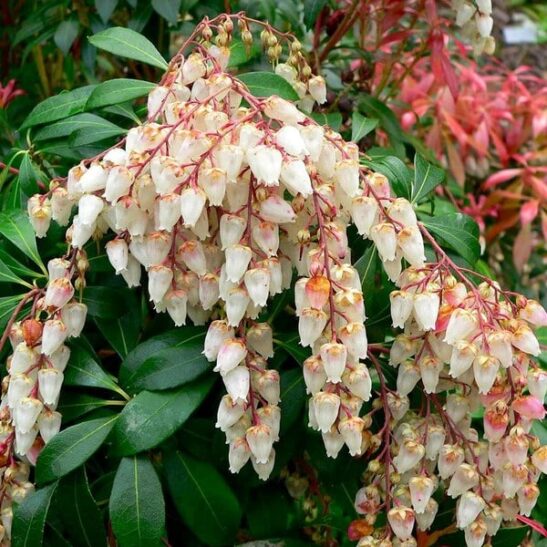 Mountain fire japanese andromeda | Pieris japonica mountain fire Mountain fire japanese andromeda flower.